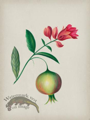 Andean Botanicals 008